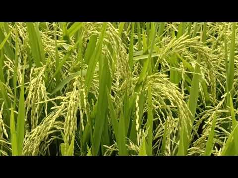 IET 4786, Good seed and local home seed#highyield #boropaddy #newmethod #dry #diseasefree #farmer