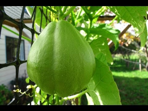 Growing Chayote (Choko) Vines - Flowers & Fruit