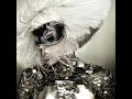Lady Gaga Dance In The Dark Rough Demo HQ