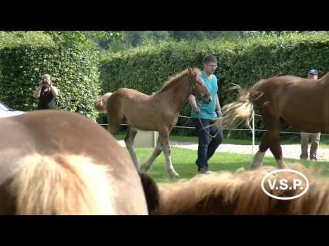 Fohlenbrennen Pferdestammbuch SH/HH - Schleswiger Kaltblut - Schrittring der Hengste