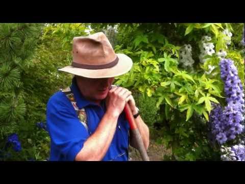 Delphinium propagation Part 1