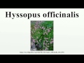 Hyssopus officinalis