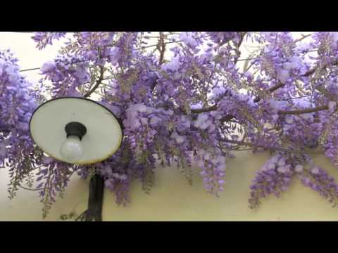 Fabian Payr: Sunday Morning (CD AMBRA)