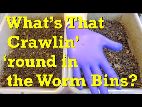 Close-ups in the 150-day "original" red wiggler twin worm bins - vermicompost