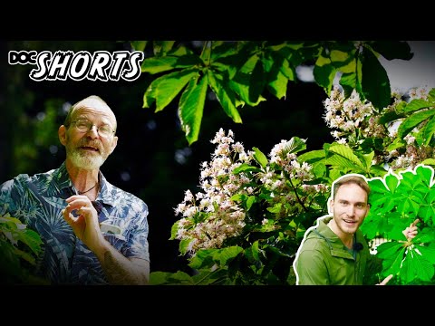 DOC SHORTS | Folge 47 - Farben für genervte Hummeln: Die Rosskastanie