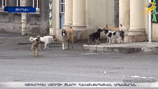 Գյումրիում կգործի շների համայնքապատկան ապաստարան