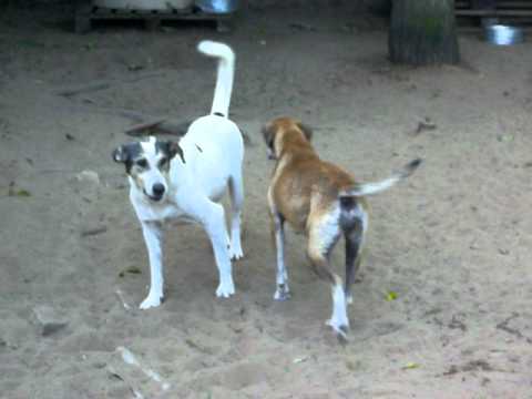 Eneida 03 03 11Paulinho e Meiga 2 143