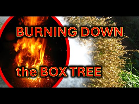 Burning down the box tree