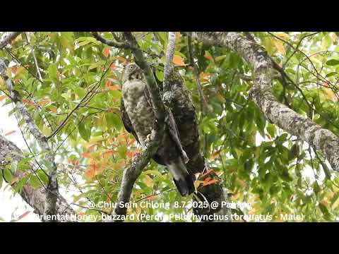 Oriental Honey buzzard Pernis Ptilorhynchus torquatus juvenile male