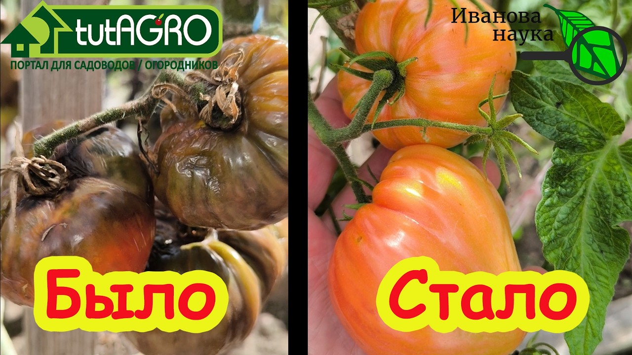 Как забыть о фитофторе навсегда без химии: простые правила, которые надо зна?