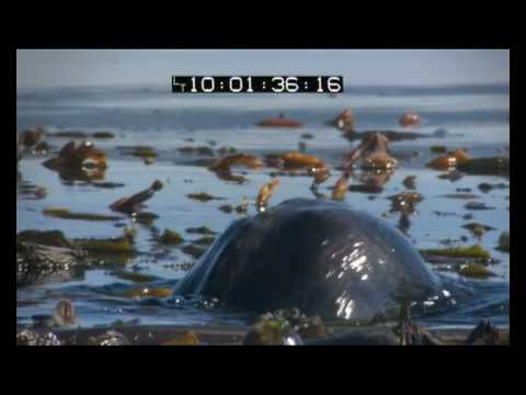 Ray Mears Northern Wilderness.mov