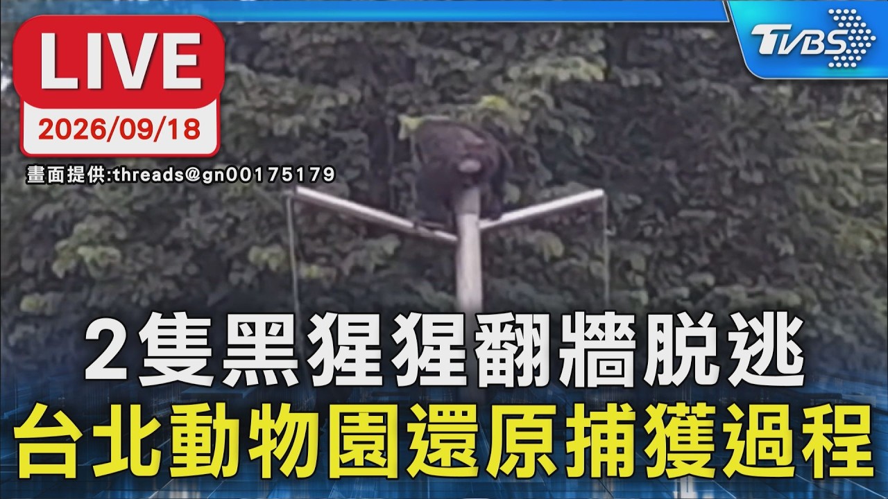 2隻黑猩猩翻牆脫逃 台北動物園還原捕獲過程
