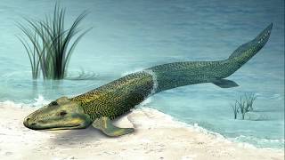 A Tail Of Four Feet: the evolution of tetrapod animals