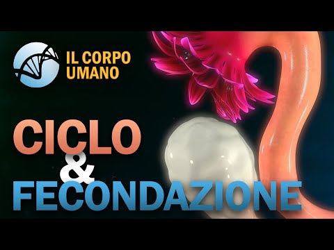 Ciclo Ovarico, Mestruale e Fecondazione – Apparato Riproduttore (parte 2) | Il Corpo Umano