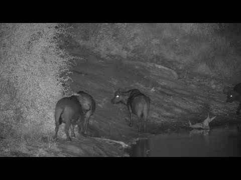Djuma: Sights and sounds including Buffalo herd moving away-Pt:1 - 04:32- 05/03/20