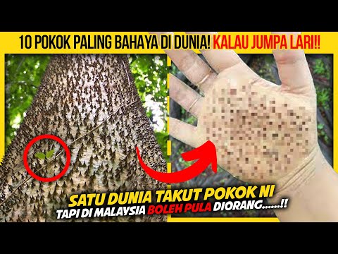 10 POKOK PALING BAHAYA DI DUNIA KORANG KENA LARI KALAU JUMPA