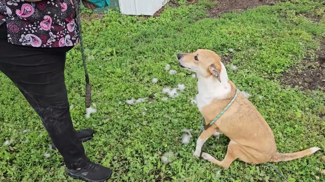 Enlarge Ellie, a Adoptable mixed breed in Michigan City, IN video 5/5