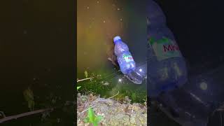 Download lagu Pasang Pancing Botol Jackpot Toman Monster Dan Chana Albino 😱 #shorts #shorts mp3