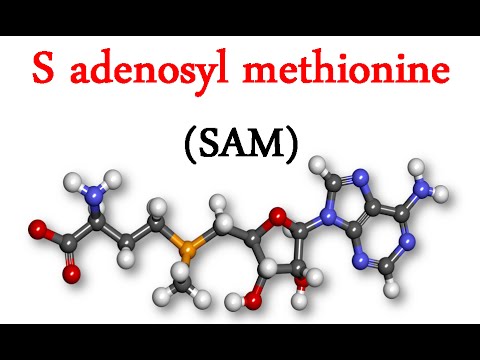 Review on s-adenosyl methionine