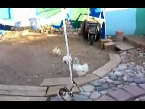 1296 Intervention forces de l'ordre 1 1