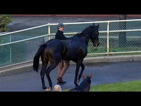 Belmont Park, 21/05/2016 - Race 8 - STAR EXHIBIT - Mr Bob Peters & William Pike