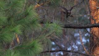 Redtail Hawk Flying Slow Motion