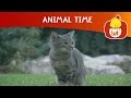 Animal Time Cartoon For Children Luli TV