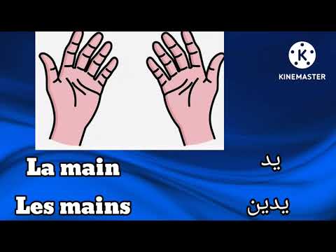 @Français facile avec nisrine ❤️ Les parties du corp🧍أجزاء الجسم