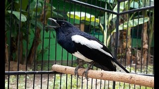 Suara KHAS KACER, paling AMPUH untuk Pancingan kacer BAHAN agar GACOR Suara KHAS KACER, paling AMPUH untuk Pancingan kacer BAHAN agar GACOR