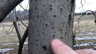 Basswood Tree Identification Video Response to Leaf Life Bushcraft