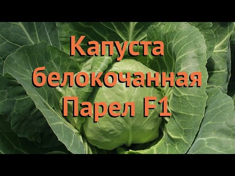 , title : 'Капуста белокочанная Парел F1 (parel-f1) 🌿 Парел F1 обзор: как сажать, семена капусты Парел F1'