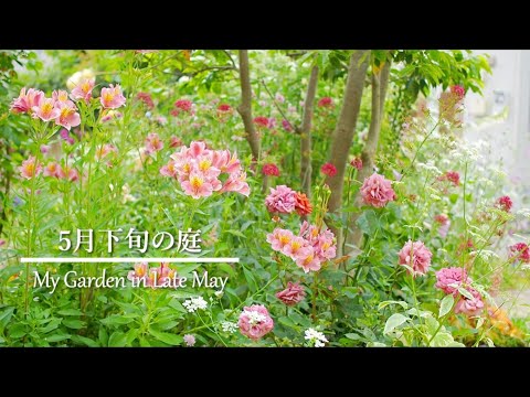 生垣植物:ナチュラルガーデンに最適な5種 トピックス