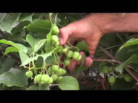 image-Do kiwi vines come back every year?