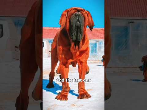 Top 9 Most Dangerous Dogs 🐕‍🦺 That Have Killed the Most Humans