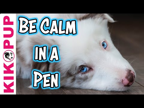 Train your puppy to be calm in a pen