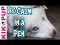 Train your puppy to be calm in a pen