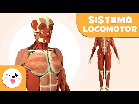 Sistema Locomotor | Corpo Humano para Crianças | Sistema Ósseo e Sistema Muscular