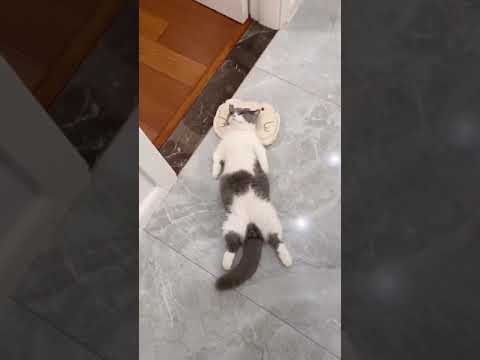 Super lazy cat  #shorts#2751 Cute Cats   Cutest Cats Compilation 2021 063