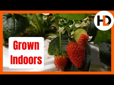 Secret to Year-Round Strawberries Indoors