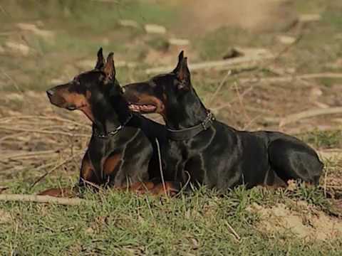 Dobermann documentary (promo) - Ora anche in streaming