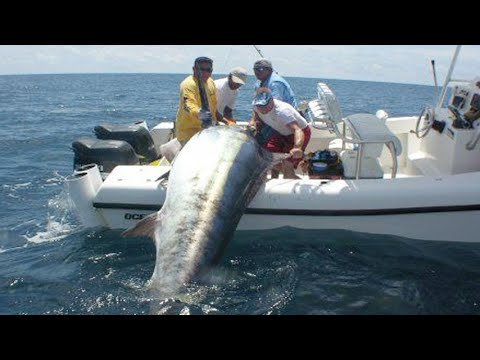 Фото Amazing Fastest Giant Bluefin Tuna and Black Marlin Fishing Skill - Amazing big catching on the sea