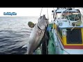 Фото Amazing Fastest Giant Bluefin Tuna and Black Marlin Fishing Skill - Amazing big catching on the sea