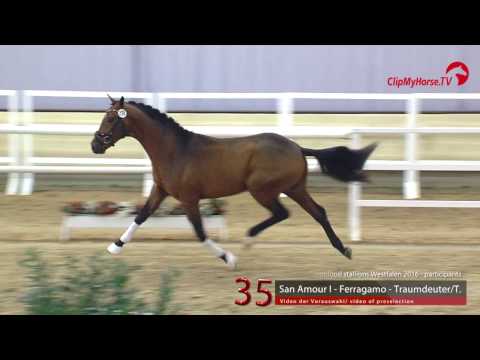 35  San Amour I -  Ferragamo - Traumdeuter/T.