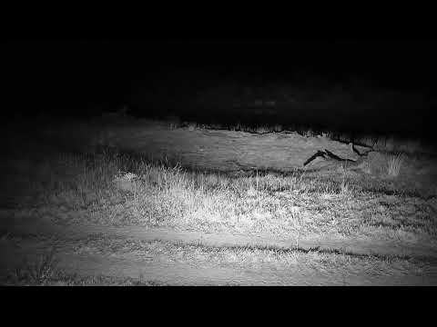 Djuma: Sights & sounds-audio of Leopards mating, Lions roaring, Buffalo grunts - 22:14 - 07/26/2023