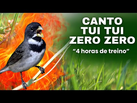 download lagu mp3 mp4 Baixar Canto De Papa Capim Tui Tui Zero Zero, download lagu Baixar Canto De Papa Capim Tui Tui Zero Zero gratis, unduh video klip Download Baixar Canto De Papa Capim Tui Tui Zero Zero Mp3 dan Mp4 Music Online Gratis