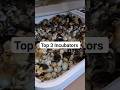 3 Best Incubators to Use for Hatching Eggs #shorts #eggs #hatching #farm