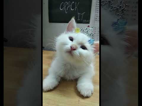 Buri nazar#dog #dogs #cat #cats #pets #india #peekaboocats #pakistan #nazar #cute #sad #blackmagic