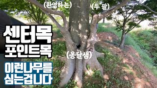 포인트목(센터목) 조경수 끝판왕. 옹달샘 팽나무 특수목! (공원 조경, 아파트 조경, 수목원 조경)