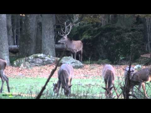 Hirschbrunft im Nationalpark  Bayer.Wald - Red deer in rut