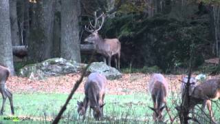 preview picture of video 'Hirschbrunft im Nationalpark  Bayer.Wald - Red deer in rut'